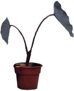 how to care elephant ear plants
