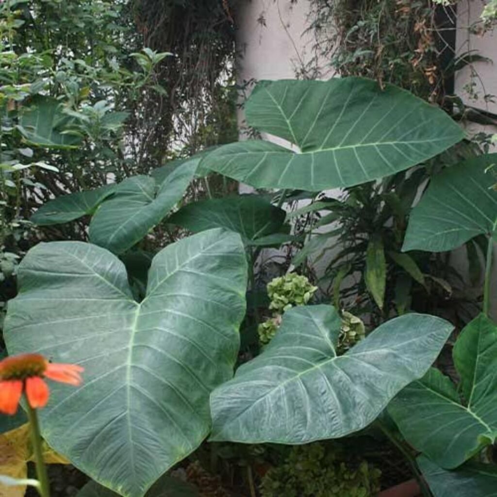 types of elephant ear plant
